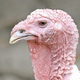 Image for article titled Two Men Admit to Killing a Family’s Enormous Pet Turkey for Thanksgiving